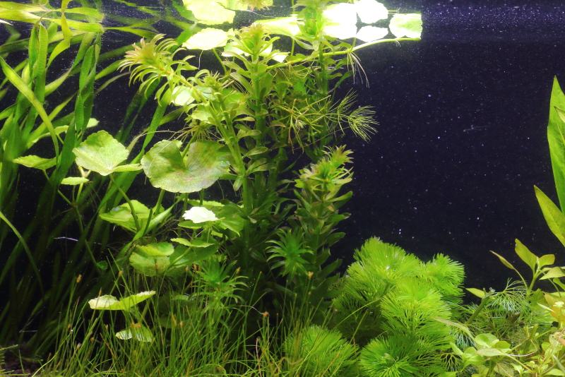植栽から13日目　アナカリス
